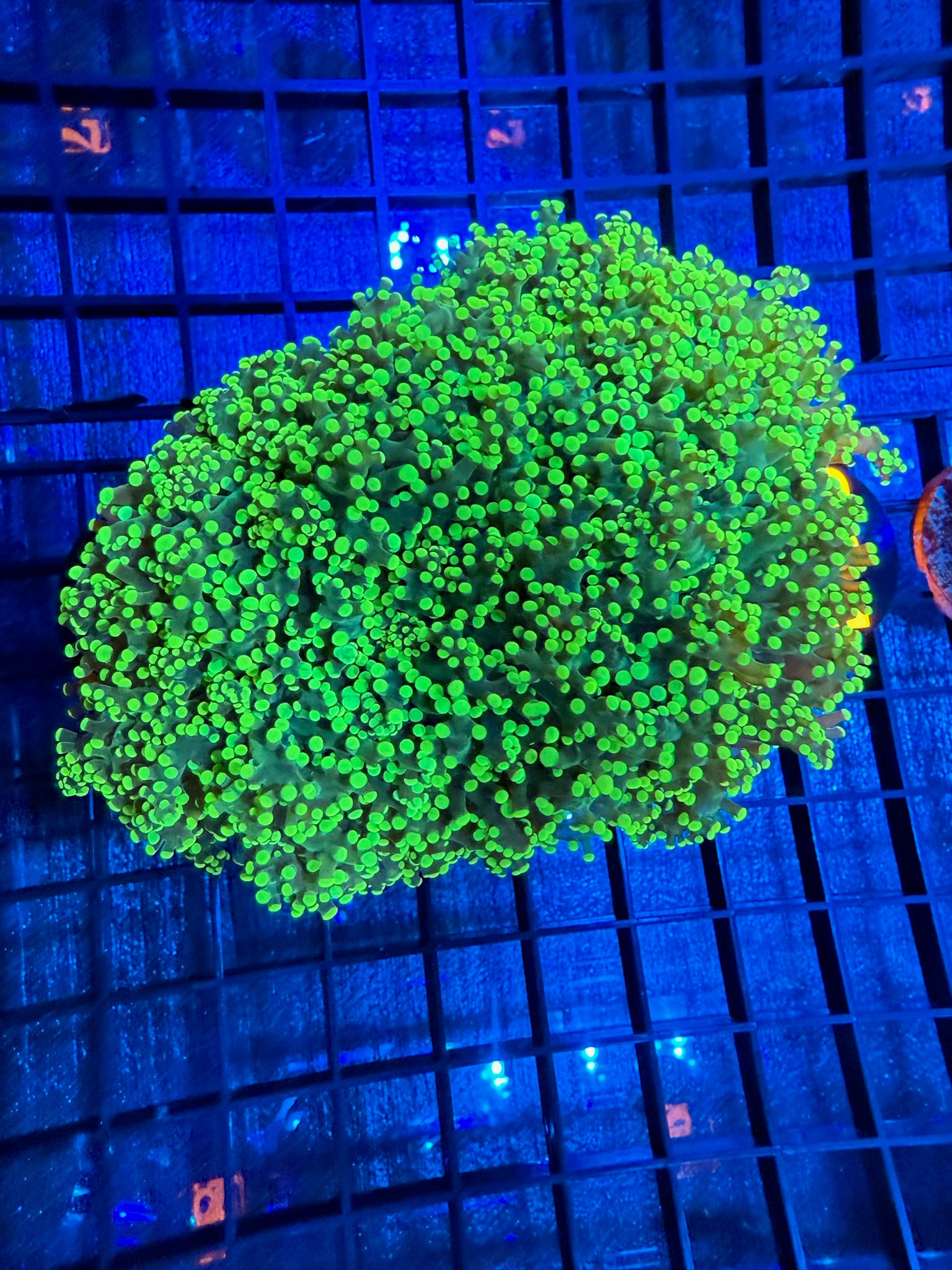 Episode 497 Live Sale Orange Tag #283 XL OCTOSPAWN MULTIPLE HEAD COLONY