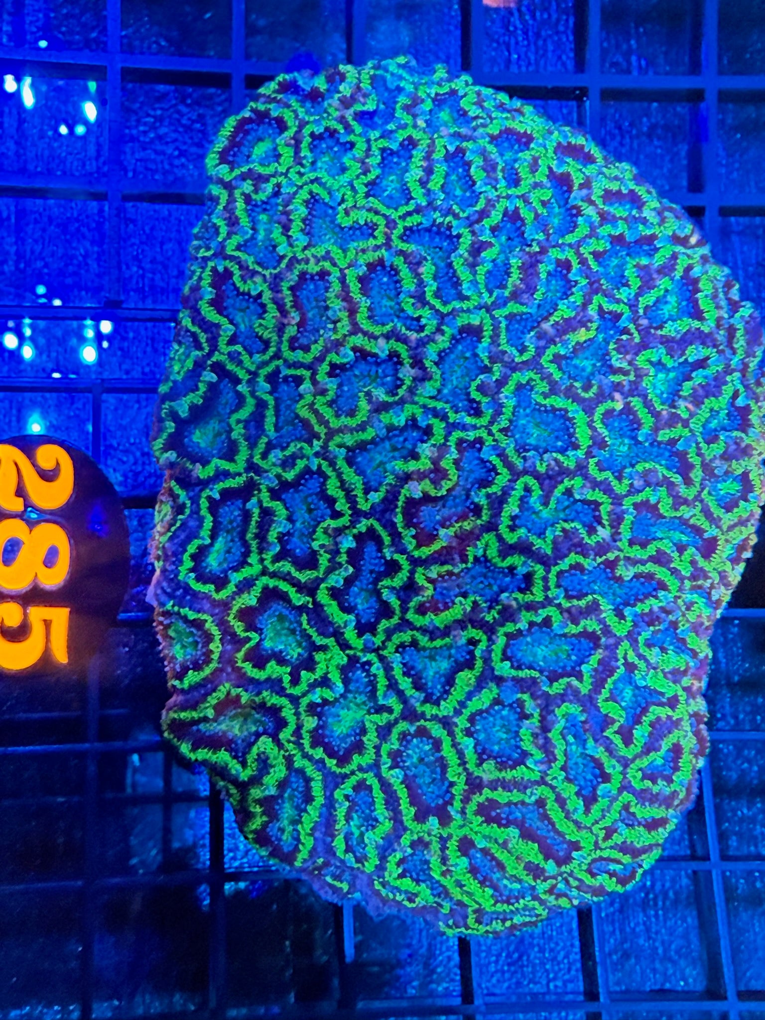 Episode 497 Live Sale Orange Tag #285 ULTRA ACAN COLONY
