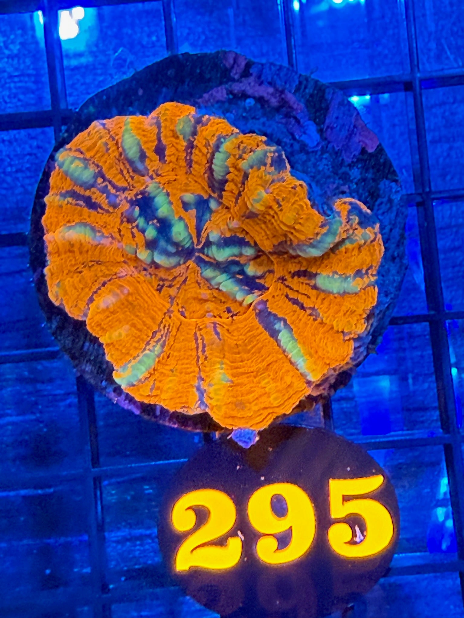 Episode 497 Live Sale Orange Tag #295 REVERSE WAR PAINT SCOLLY