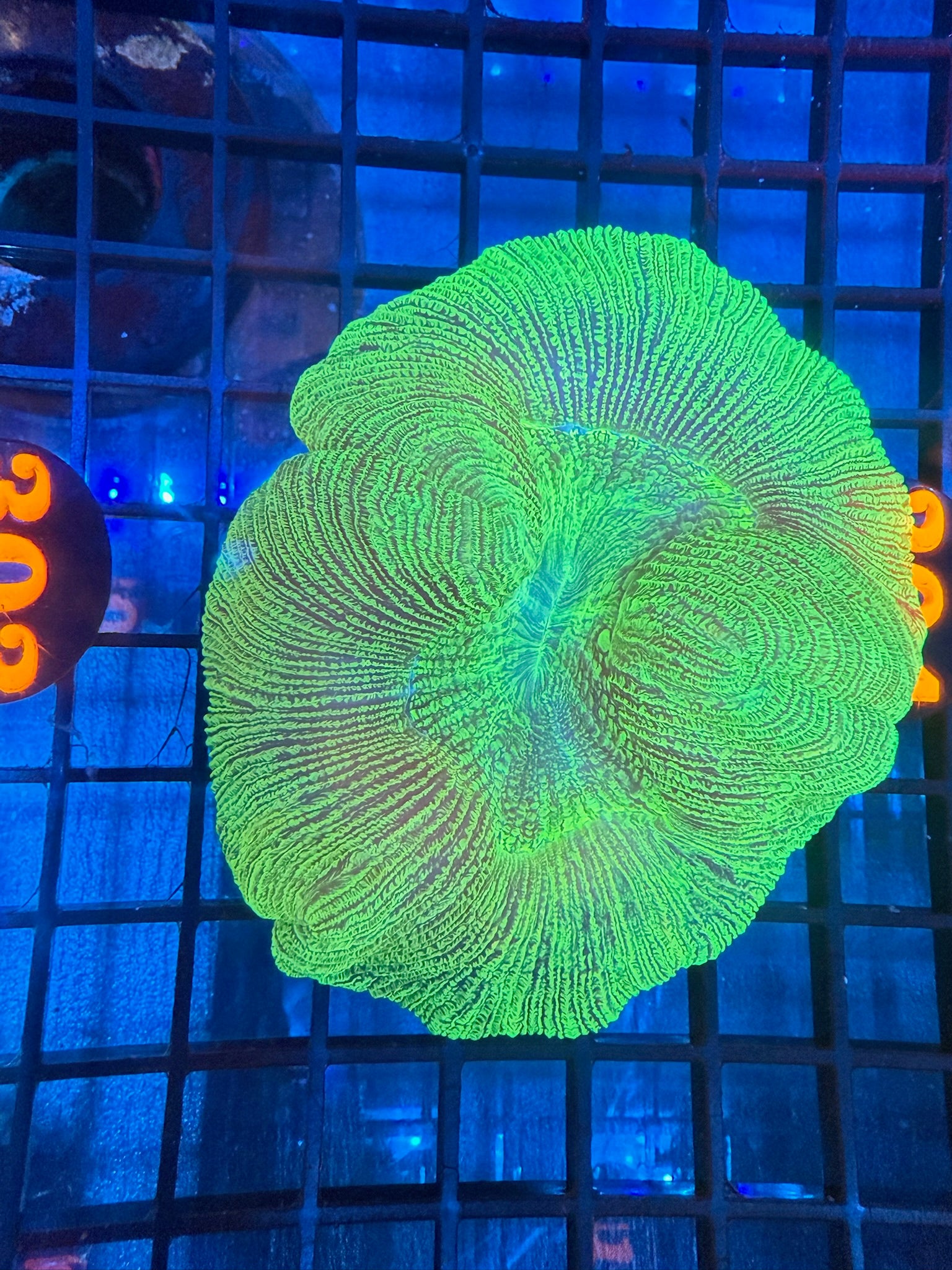 Episode 498 Live Sale Orange Tag #303 ULTRA GREEN WELLSO