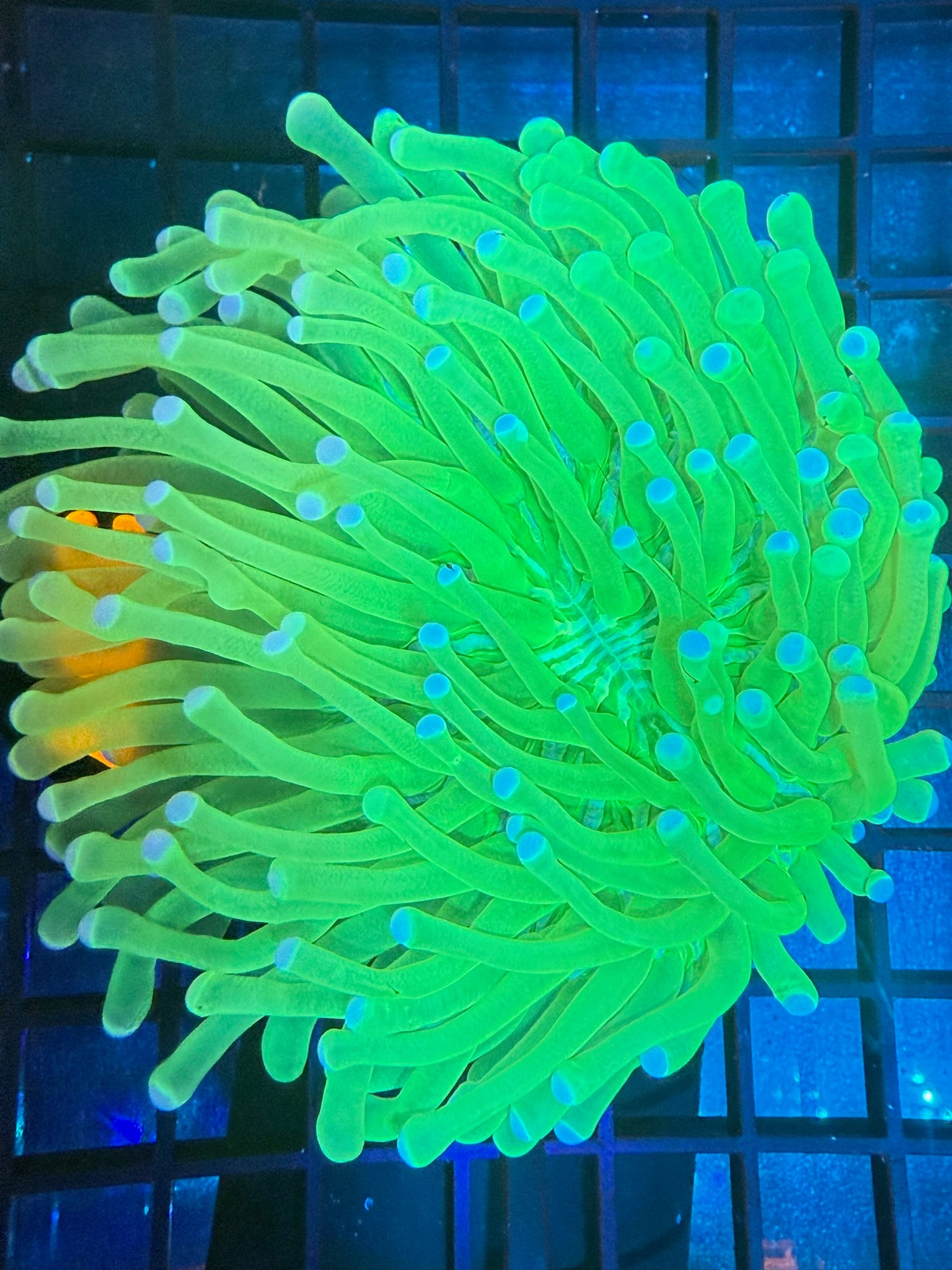Episode 498 Live Sale Orange Tag #307 ULTRA HELIO FUNGIA PLATE ANENOME