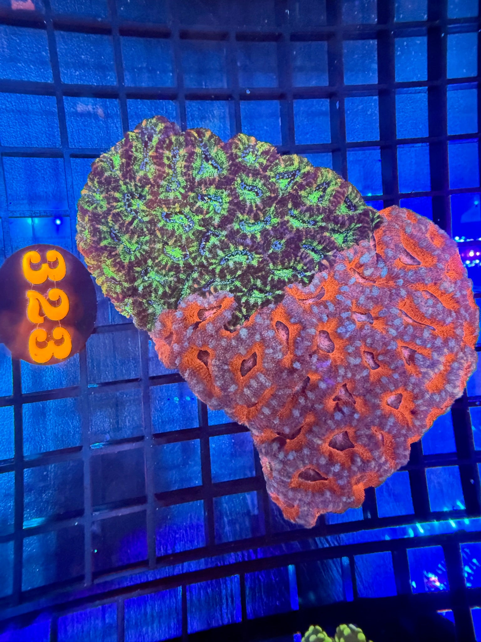 Episode 498 Live Sale Orange Tag #323 2 TONE ACAN COLONY