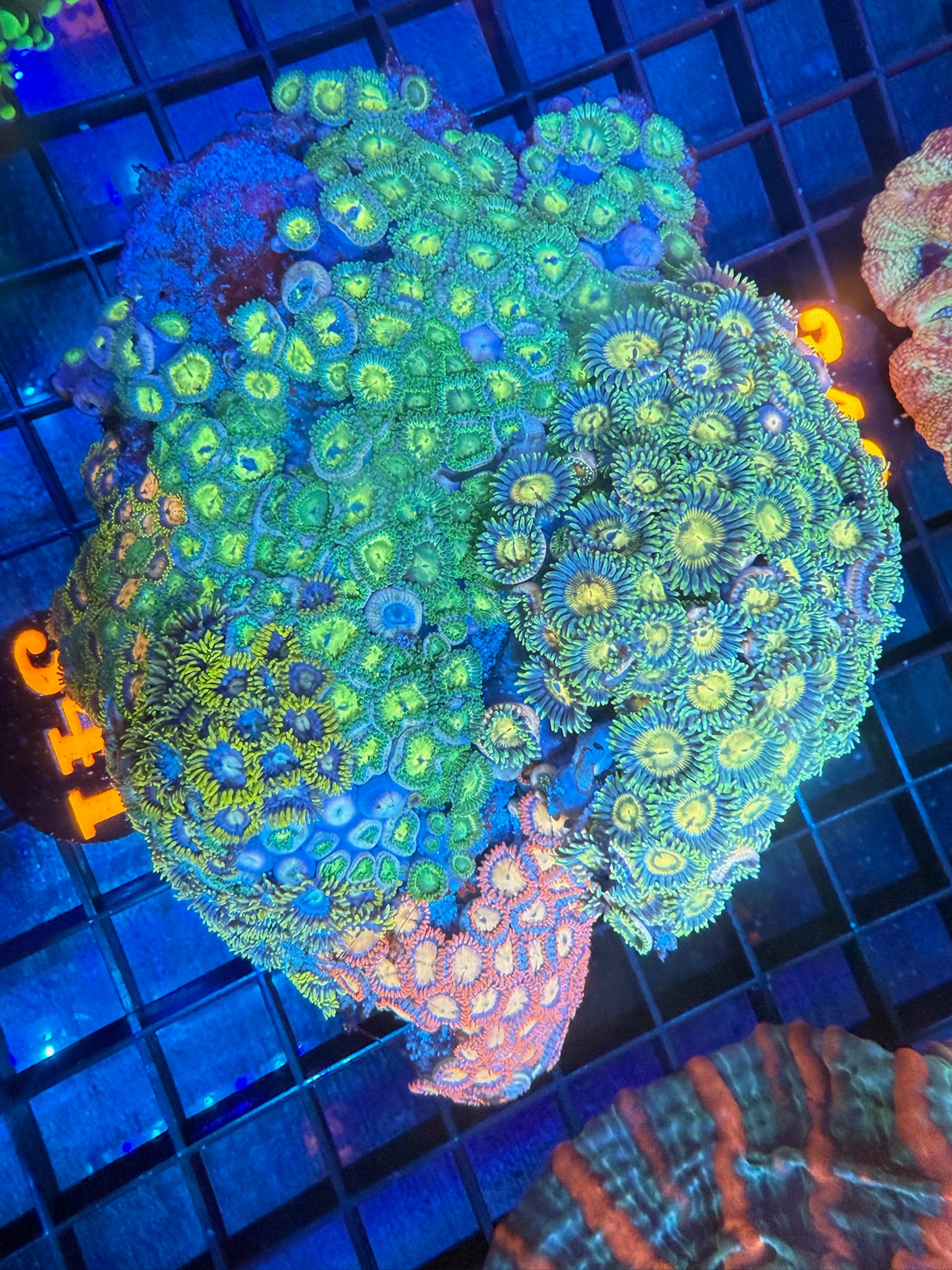 Episode 498 Live Sale Orange Tag #341 LG ZOA COLONY