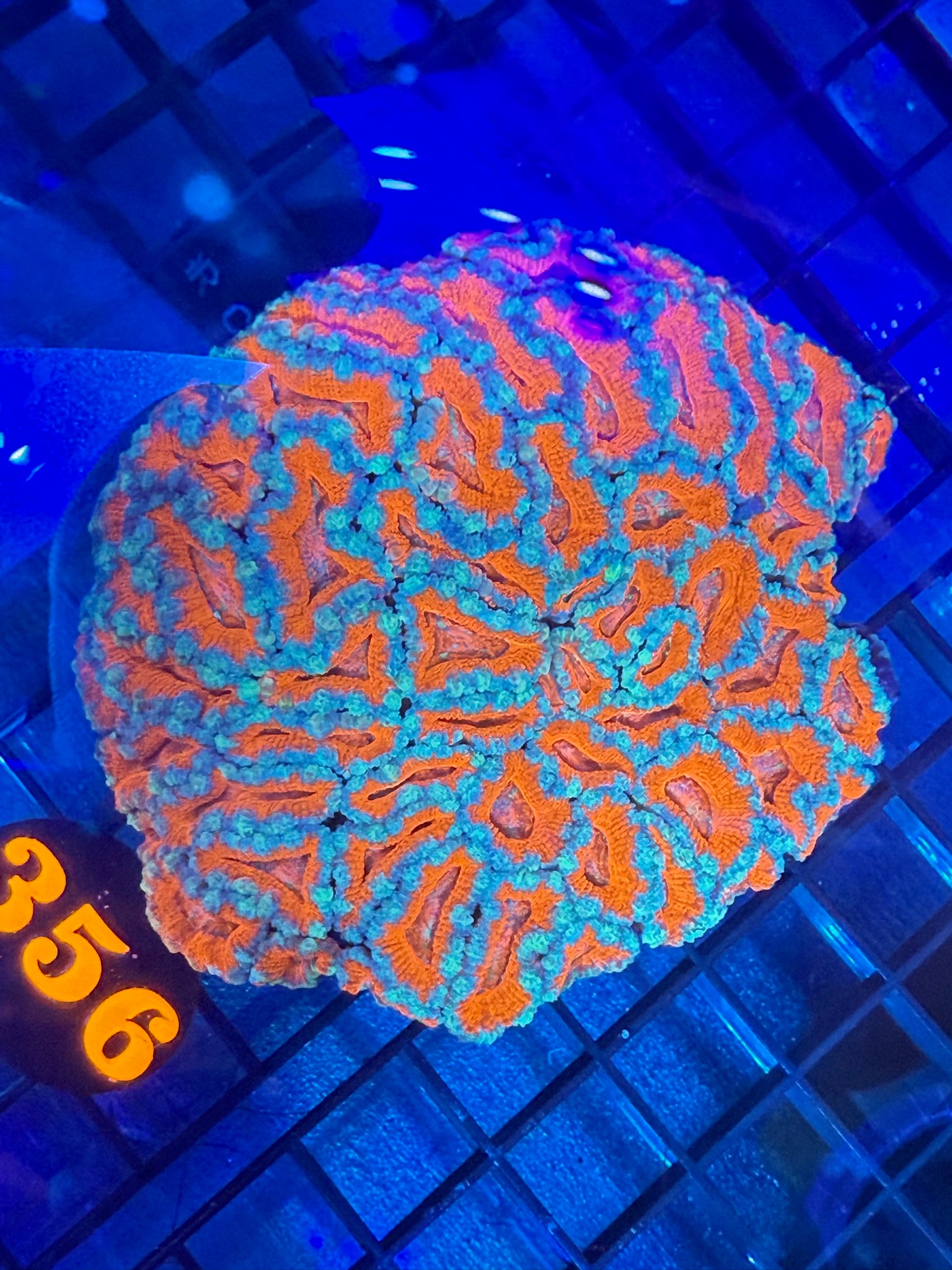 Episode 498 Live Sale Orange Tag #356 ACAN COLONY