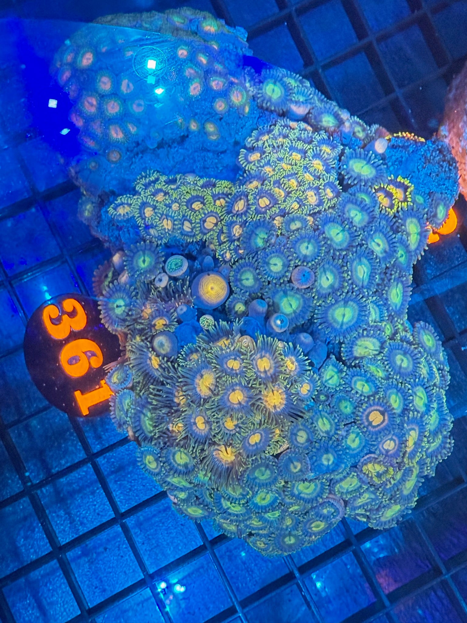 Episode 498 Live Sale Orange Tag #361 LG ZOA COLONY