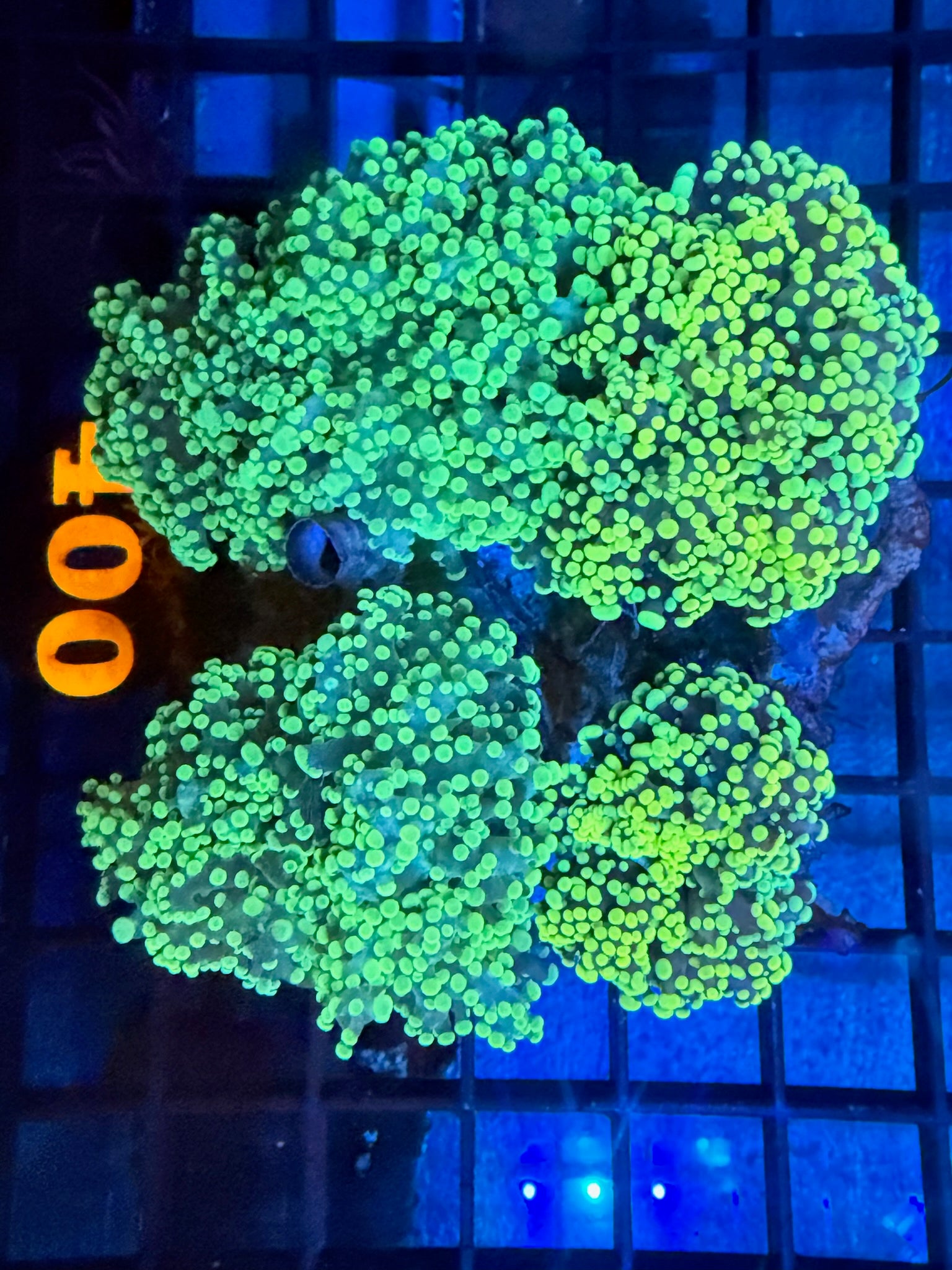 Episode 499 Live Sale Orange Tag #400 XL BRANCHING OCTOSPAWN