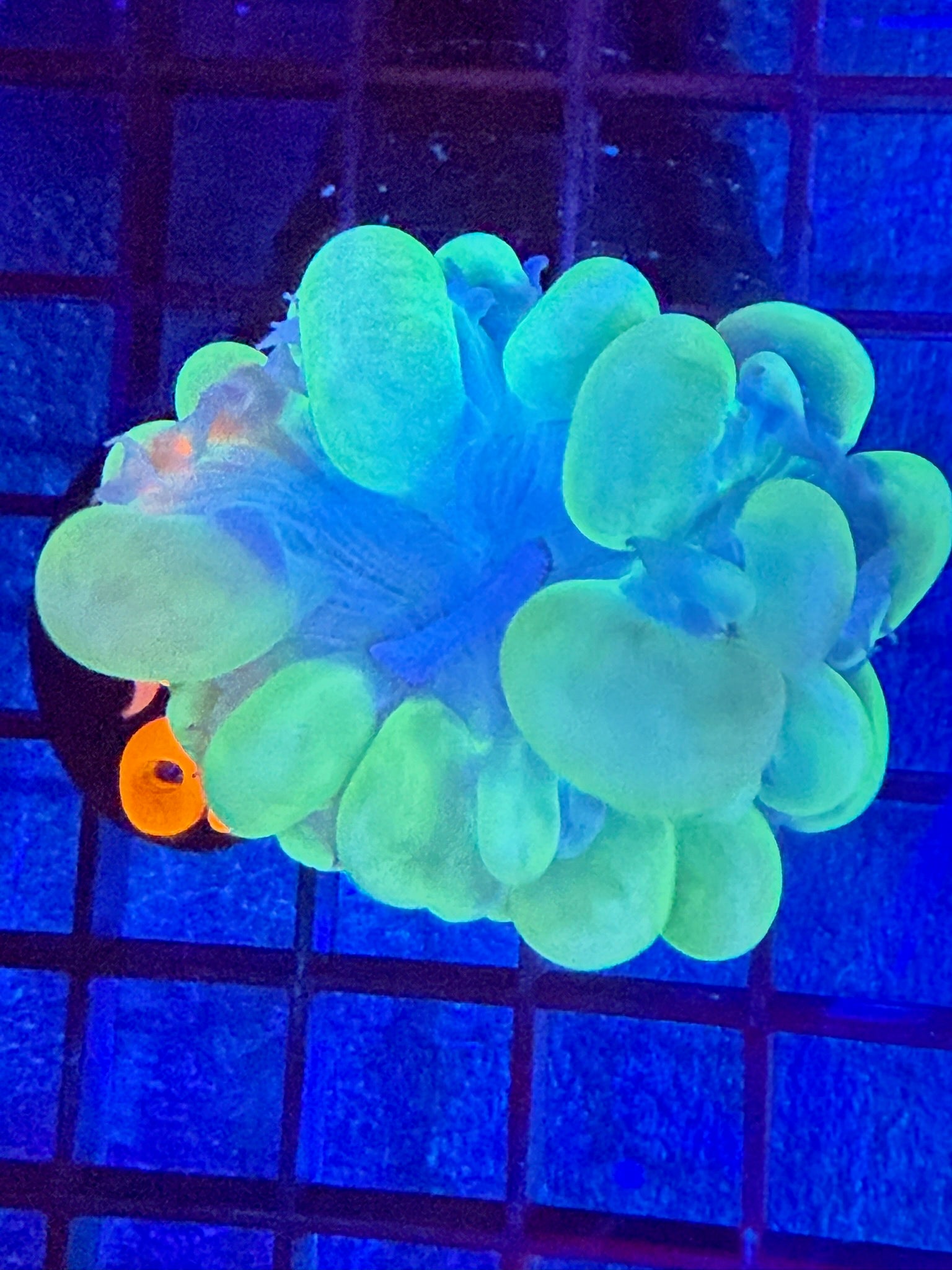 Episode 499 Live Sale Orange Tag #406 GREEN BUBBLE CORAL