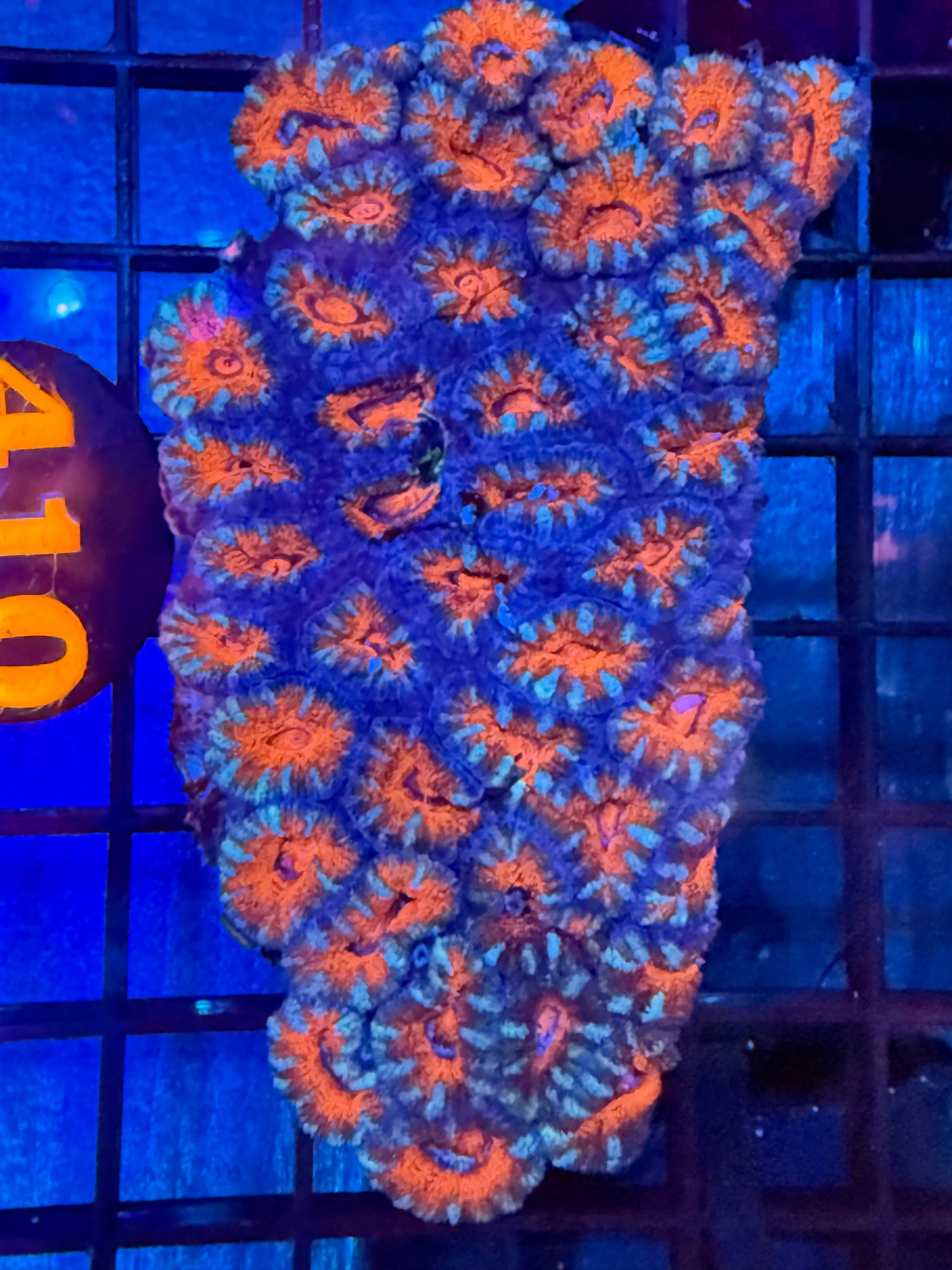 Episode 499 Live Sale Orange Tag #410 ULTRA ACAN COLONY