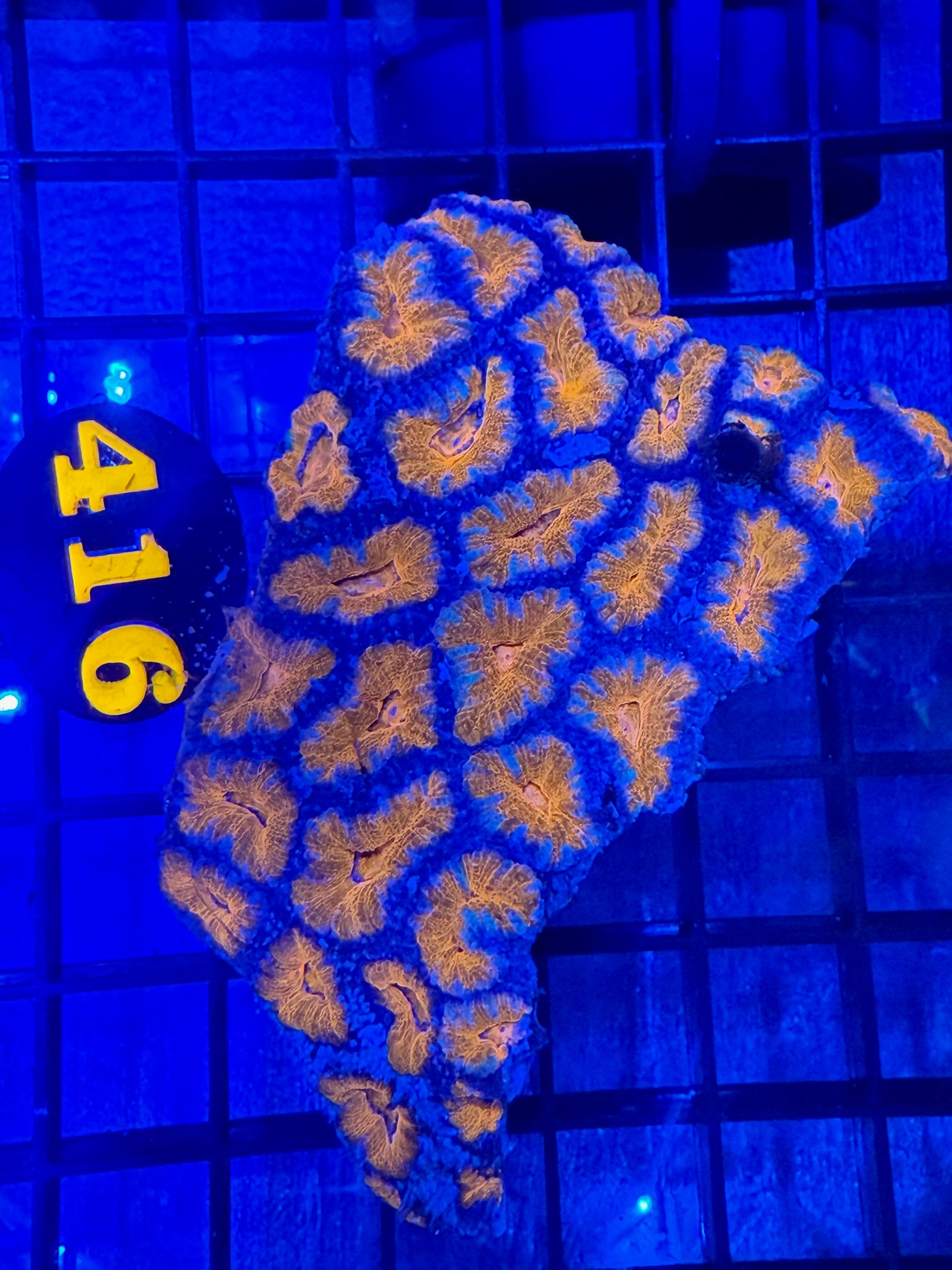Episode 499 Live Sale Orange Tag #416 ULTRA ACAN COLONY