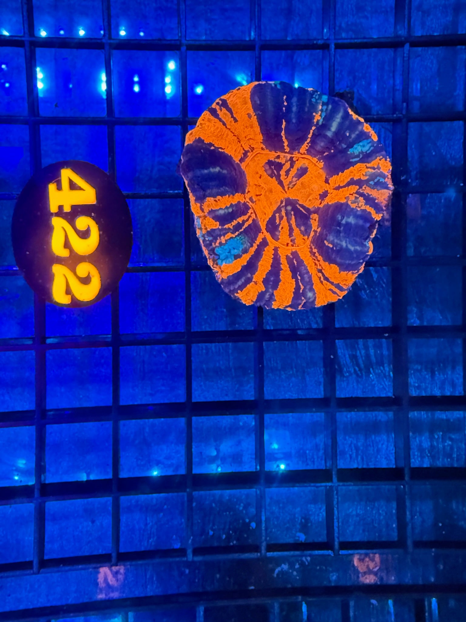 Episode 499 Live Sale Orange Tag #422 REVERSE WAR SCOLLY