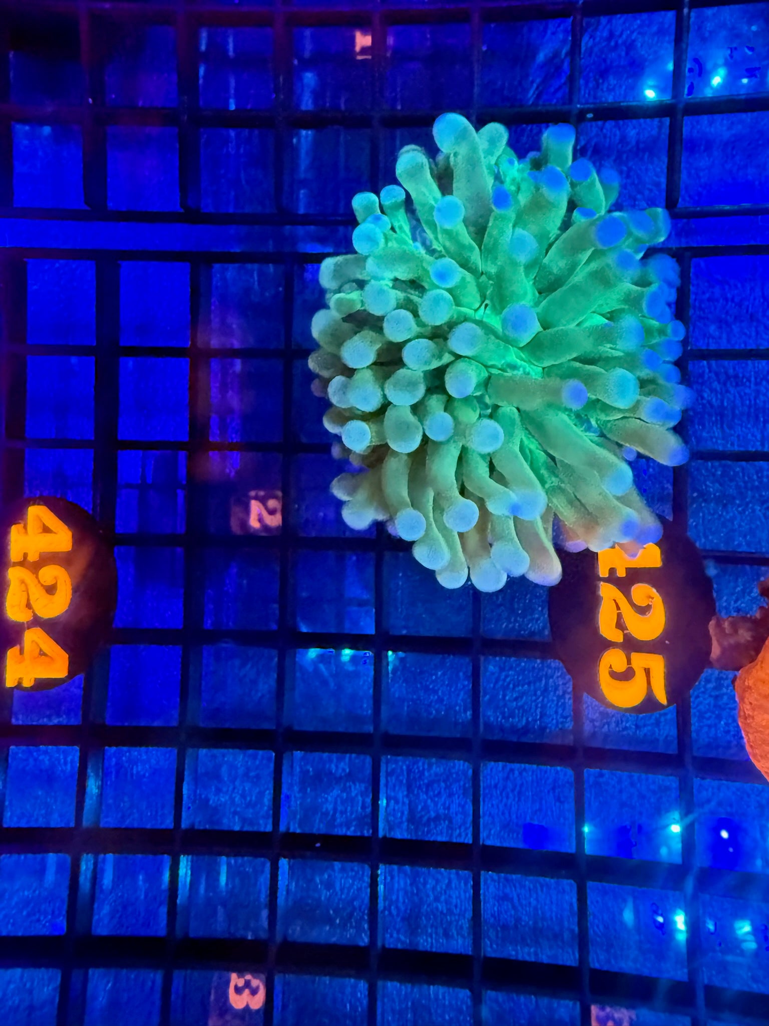 Episode 499 Live Sale Orange Tag #424 ULTRA HELIO FUNGIA PLATE ANENOME