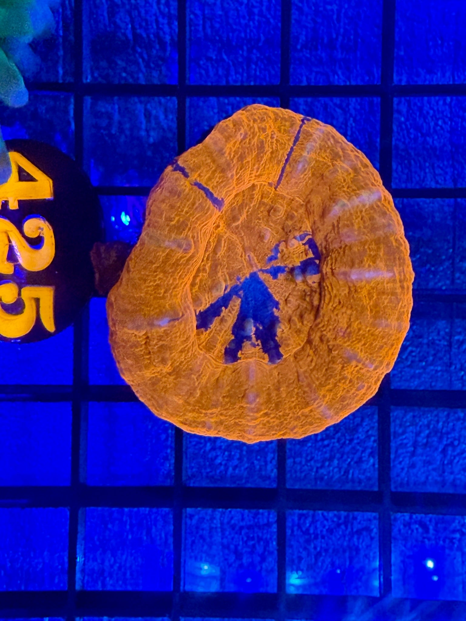 Episode 499 Live Sale Orange Tag #425 ULTRA SCOLLY
