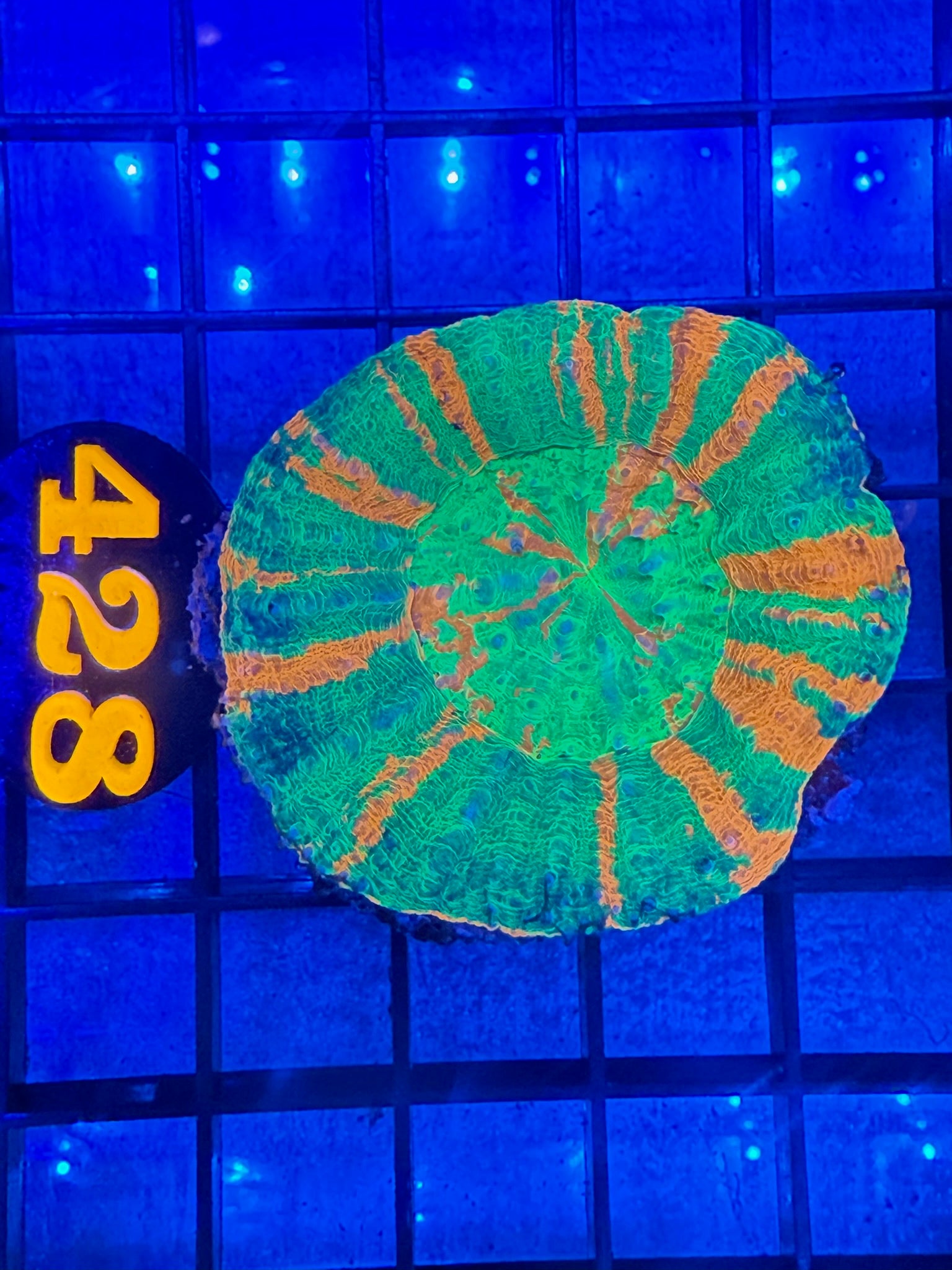 Episode 499 Live Sale Orange Tag #428 ULTRA BLEEDING APPLE SCOLLY
