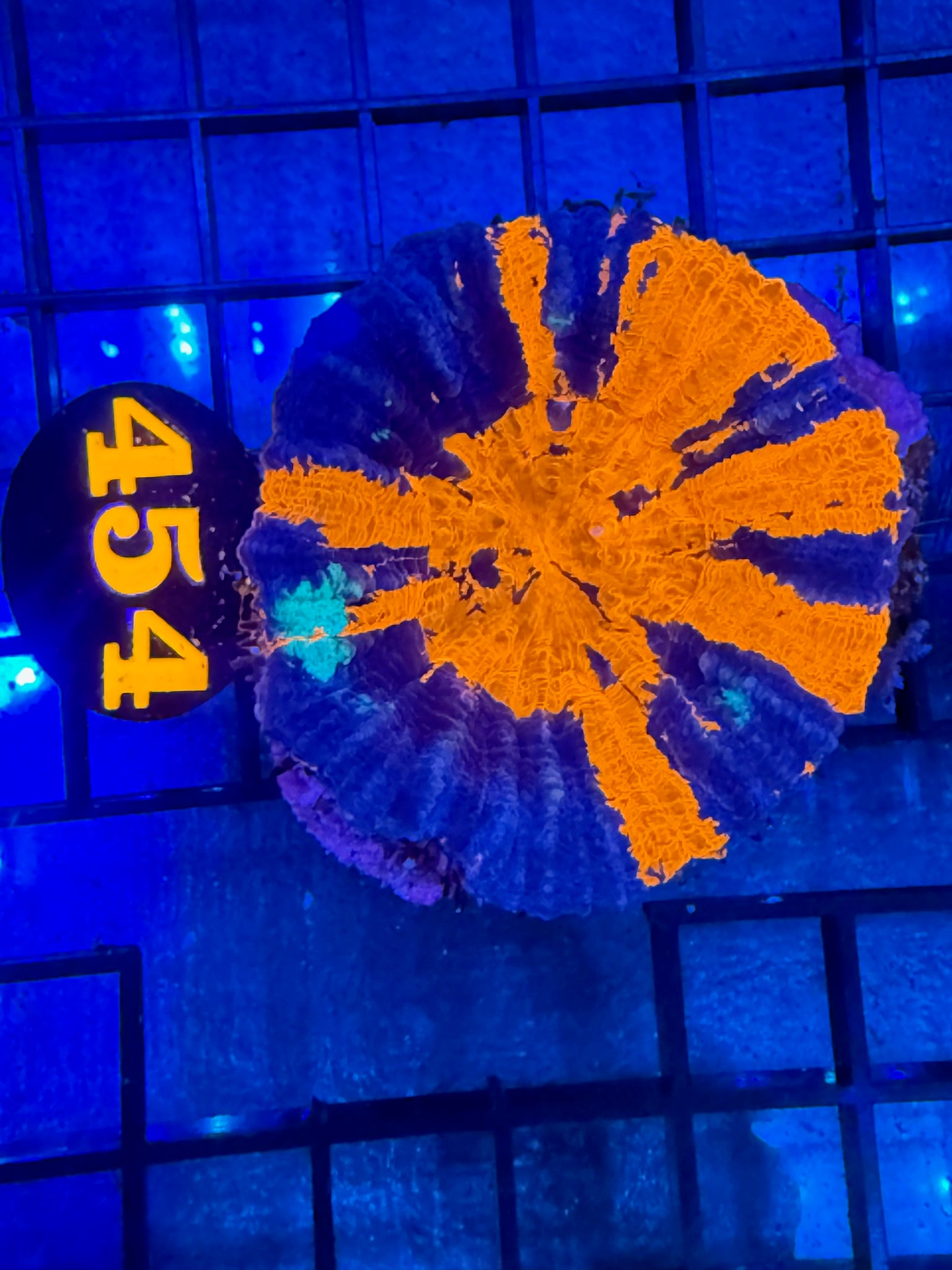 Episode 499 Live Sale Orange Tag #454 REVERSE WAR SCOLLY