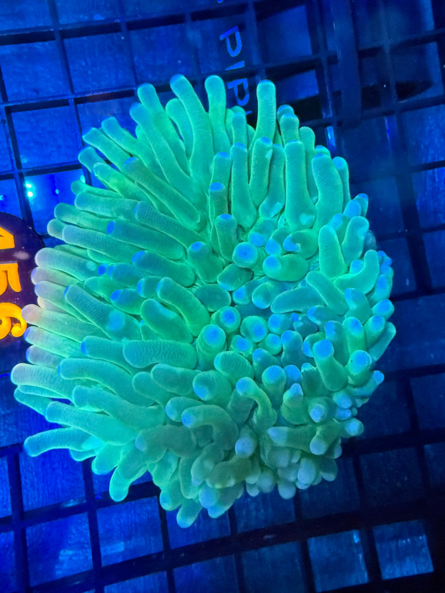 Episode 499 Live Sale Orange Tag #456 ULTRA HELIO FUNGIA PLATE ANENOME