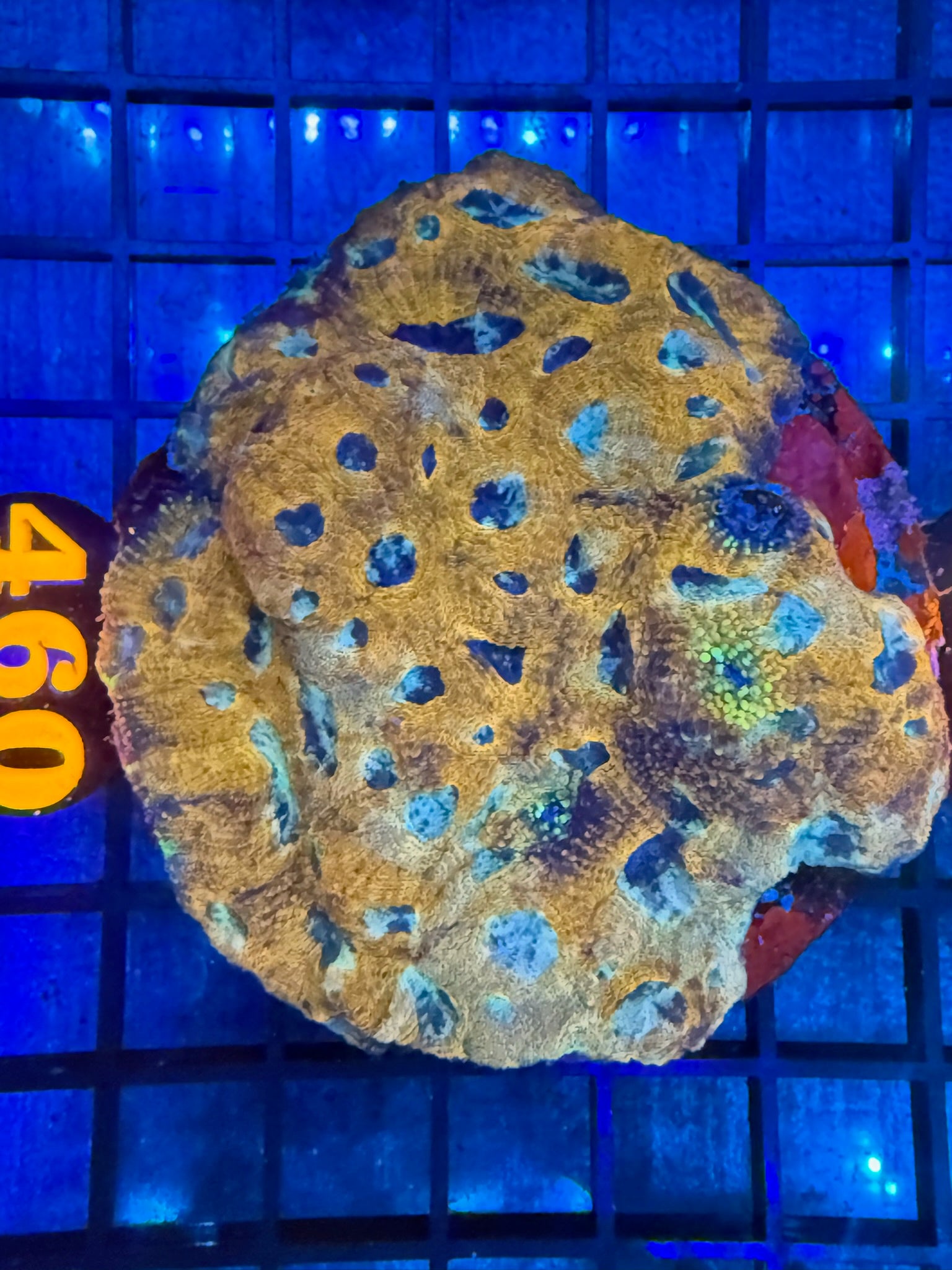 Episode 499 Live Sale Orange Tag #460 ECHINATA CORAL COLONY