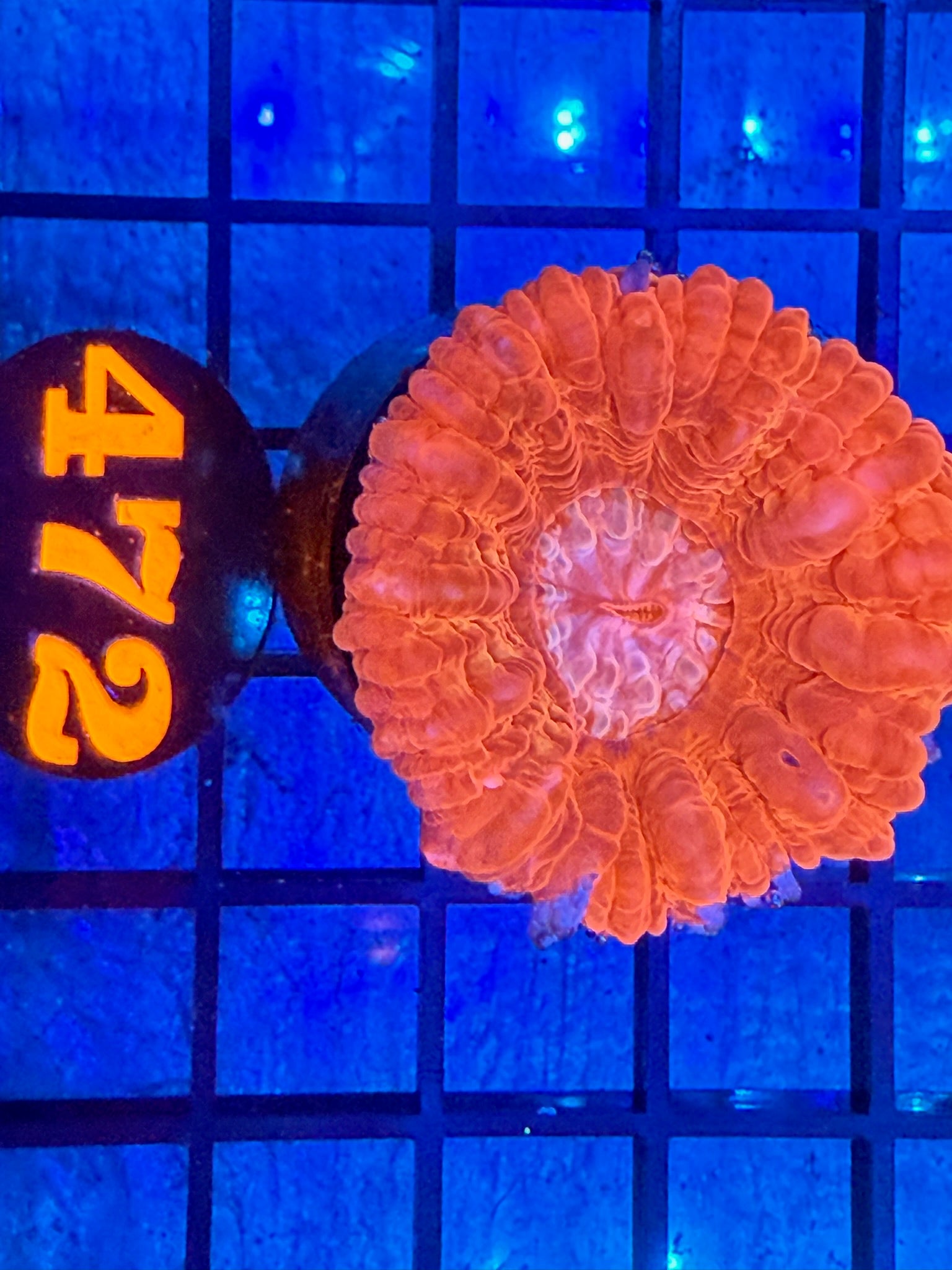 Episode 499 Live Sale Orange Tag #472 ULTRA SCOLLY