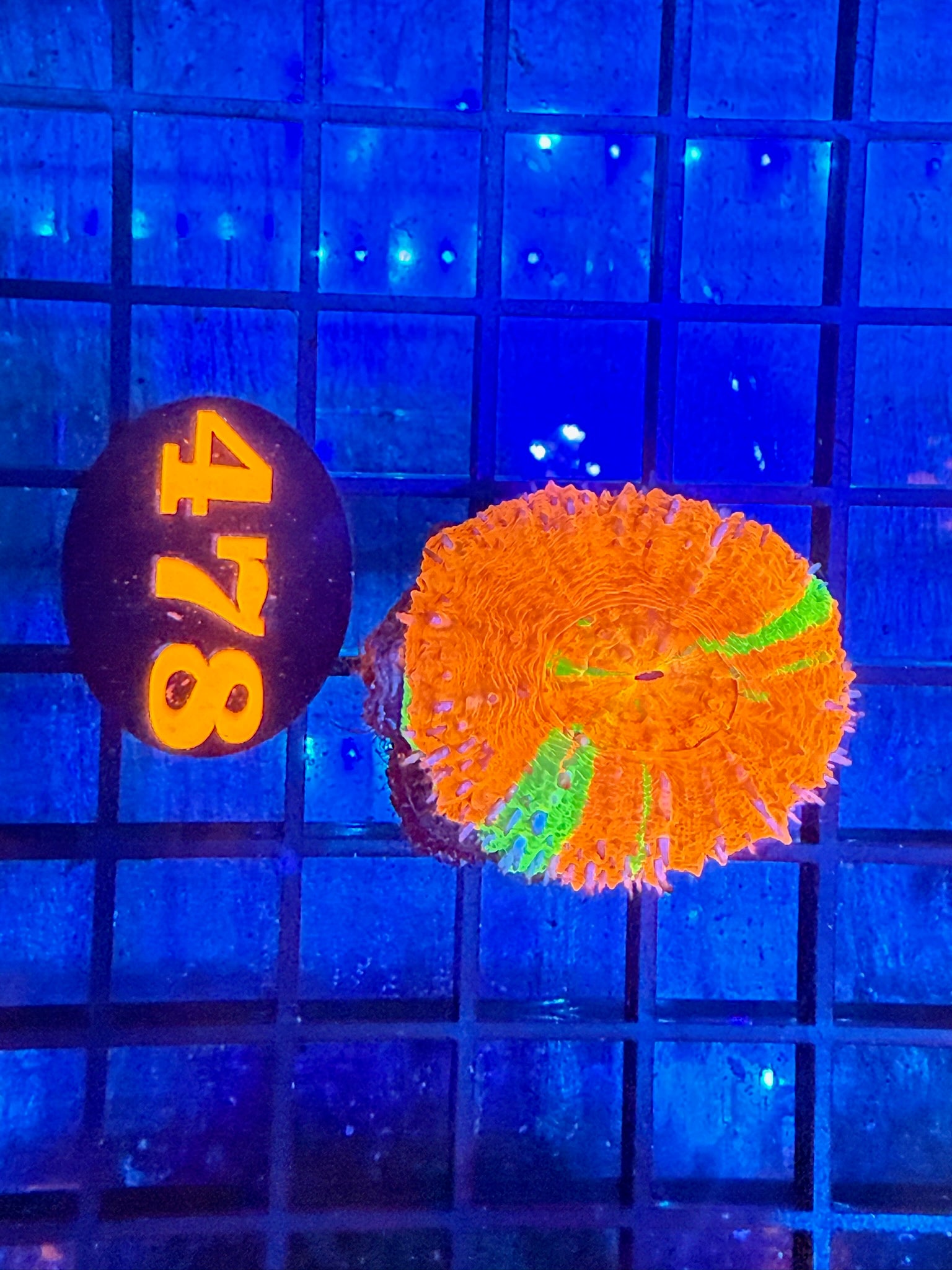 Episode 499 Live Sale Orange Tag #478 ULTRA SCOLLY