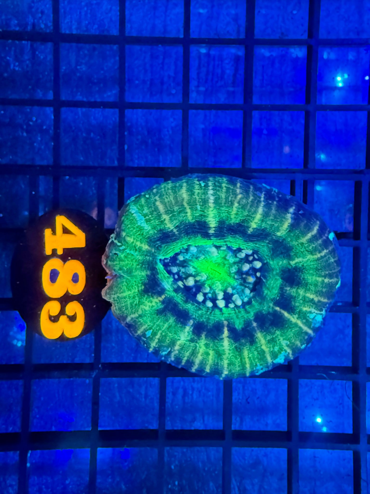Episode 499 Live Sale Orange Tag #483 ULTRA SCOLLY
