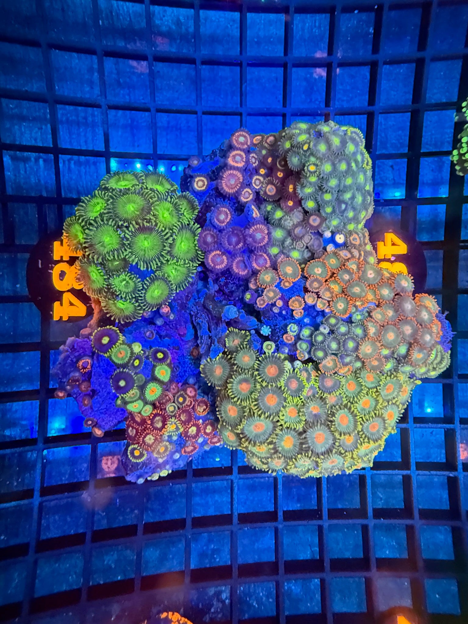 Episode 499 Live Sale Orange Tag #484 ZOA COLONY