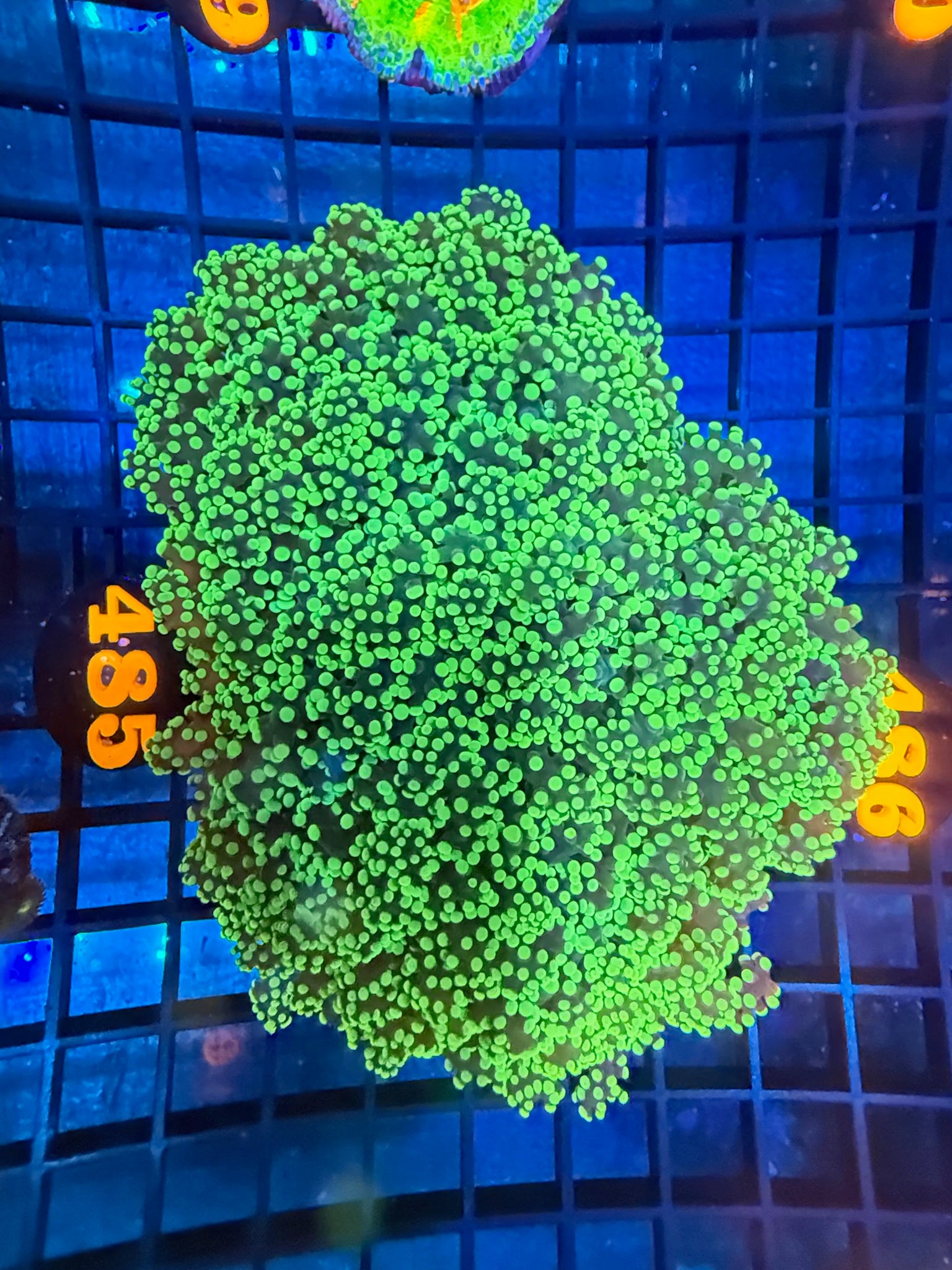 Episode 499 Live Sale Orange Tag #485 XL BRANCHING OCTOSPAWN