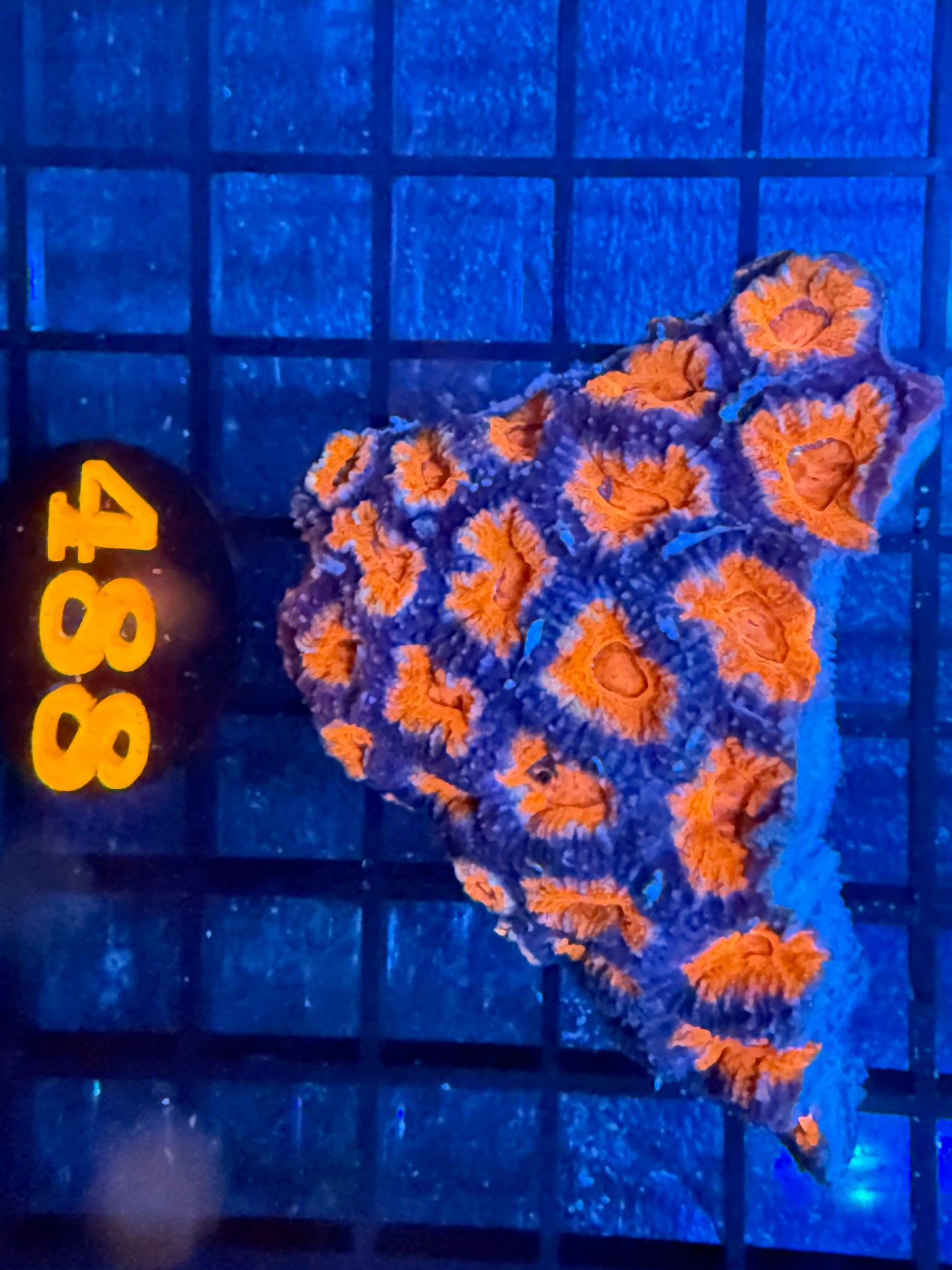 Episode 499 Live Sale Orange Tag #488 ULTRA ACAN COLONY