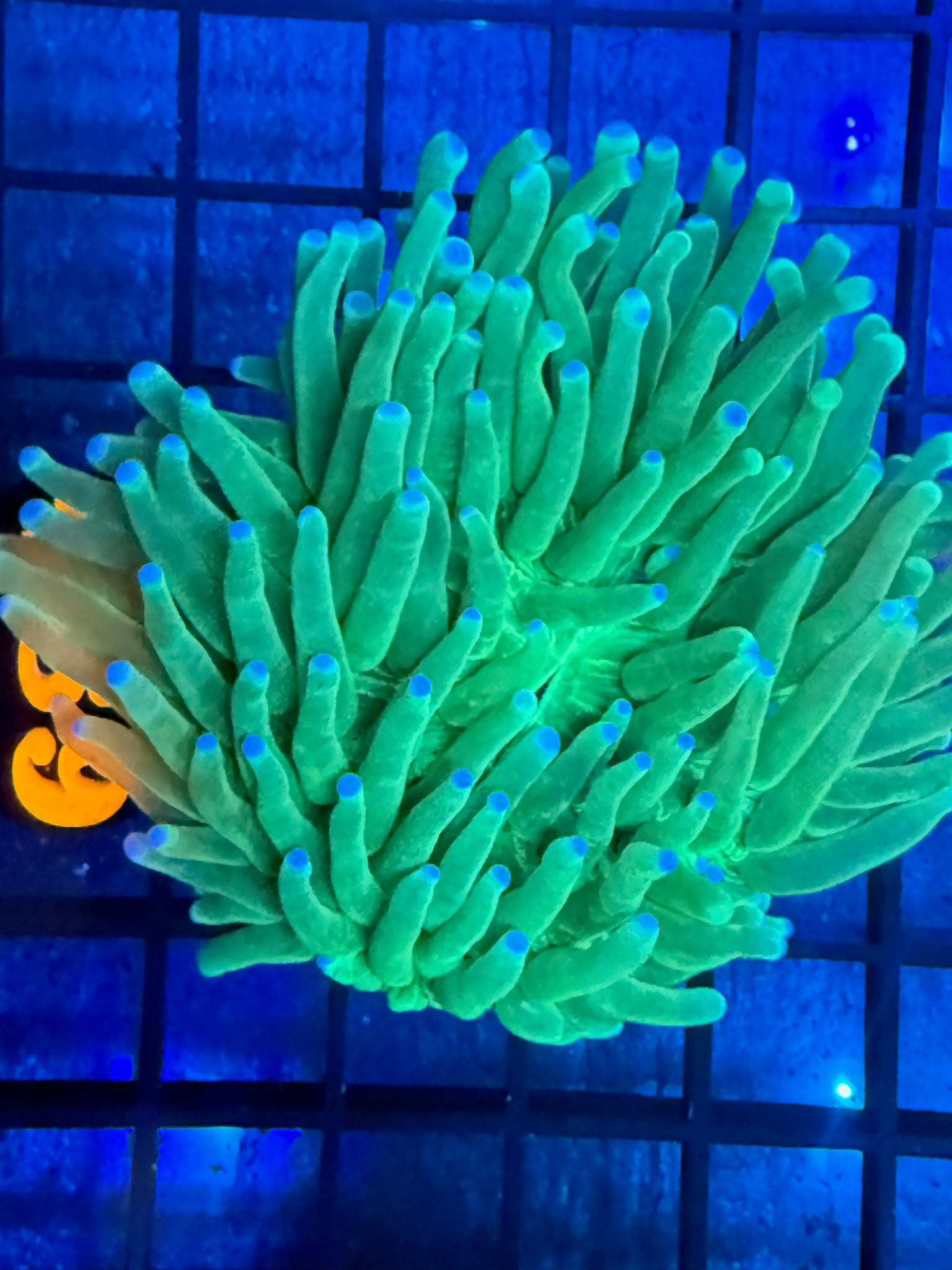 Episode 499 Live Sale Orange Tag #489 ULTRA HELIO FUNGIA PLATE ANENOME