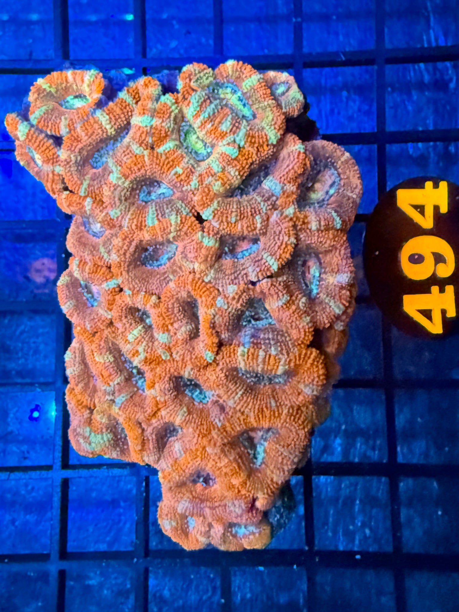 Episode 499 Live Sale Orange Tag #494 ULTRA ACAN COLONY