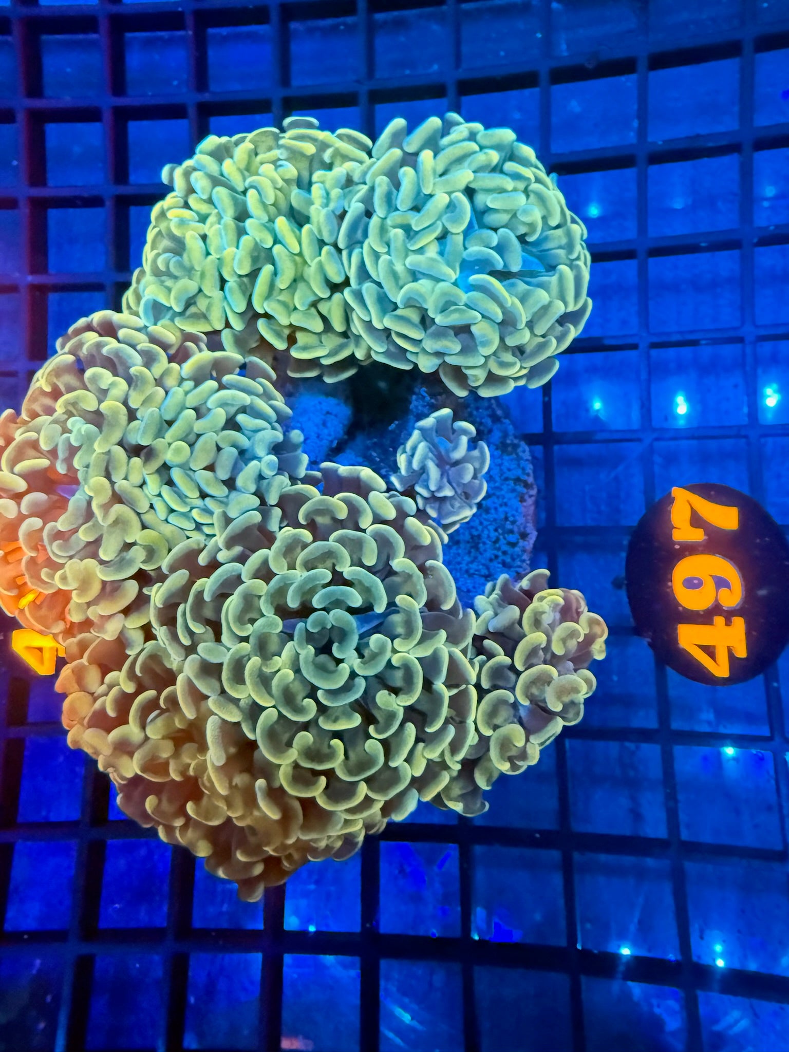 Episode 499 Live Sale Orange Tag #497 MULTI HEAD BRANCHING HAMMER COLONY