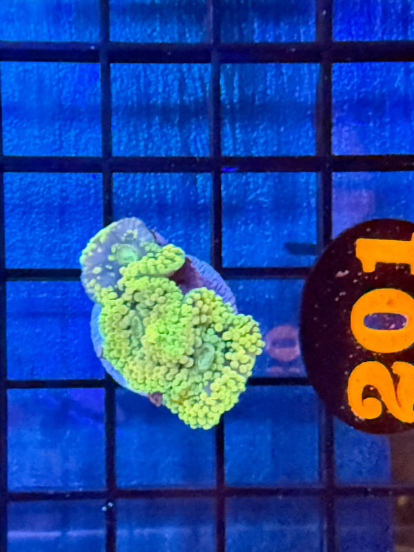 Episode 527 Live Sale Orange Tag #201 RAINBOW RICORDIA MUSHROOM