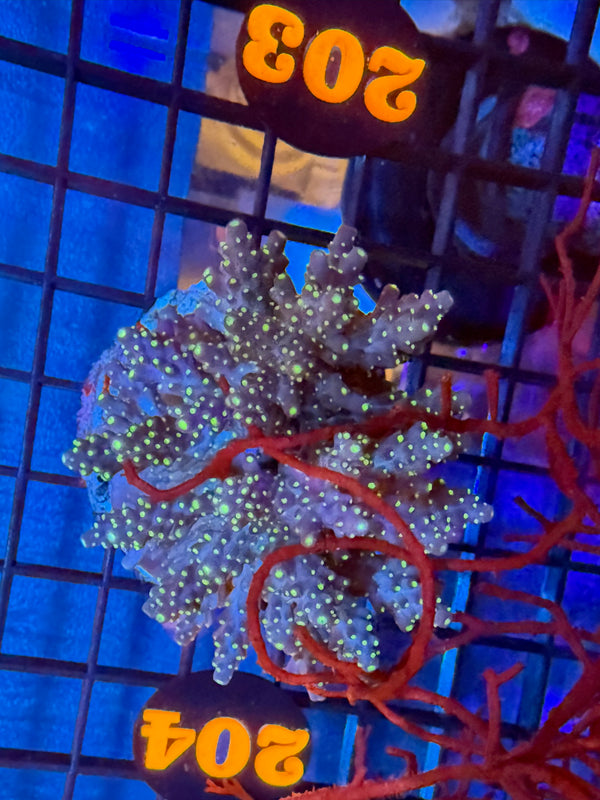 Episode 527 Live Sale Orange Tag #203 TRI-COLOR VILEDA ACRO COLONY