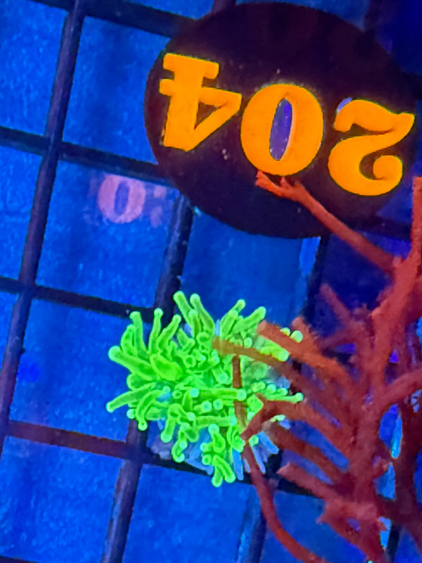 Episode 527 Live Sale Orange Tag #204 TODDS TORCH