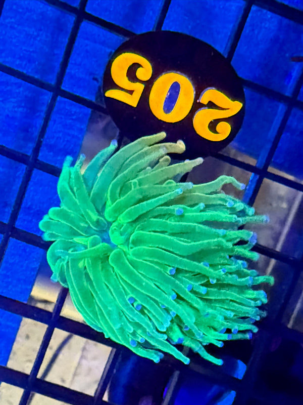 Episode 527 Live Sale Orange Tag #205 TODDS TORCH