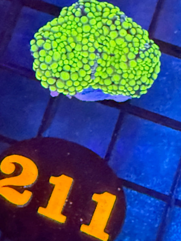 Episode 527 Live Sale Orange Tag #211 RAINBOW RICORDIA MUSHROOM