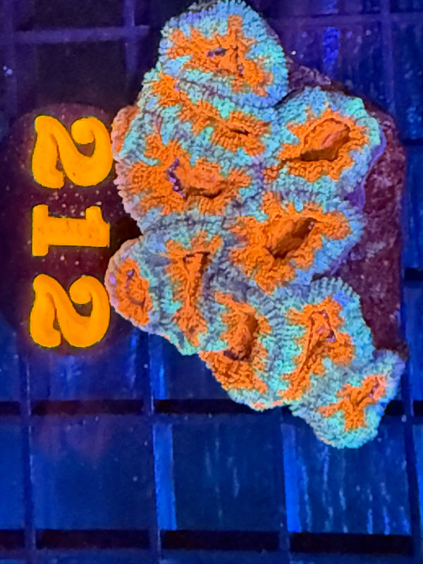 Episode 527 Live Sale Orange Tag #212 ACAN COLONY