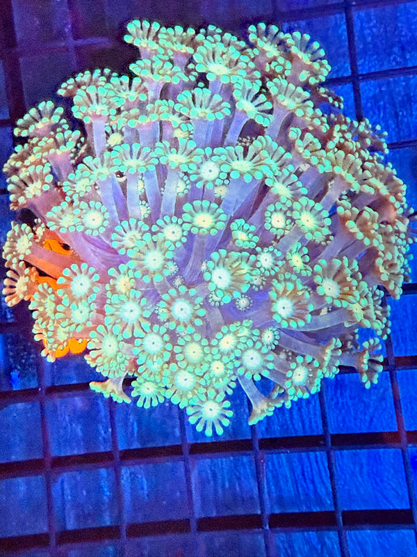 Episode 527 Live Sale Orange Tag #218 MULTI COLOR GONI COLONY