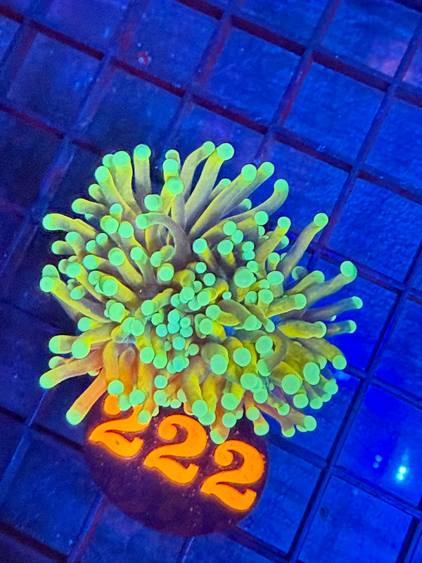 Episode 527 Live Sale Orange Tag #222 BANANNA TORCH