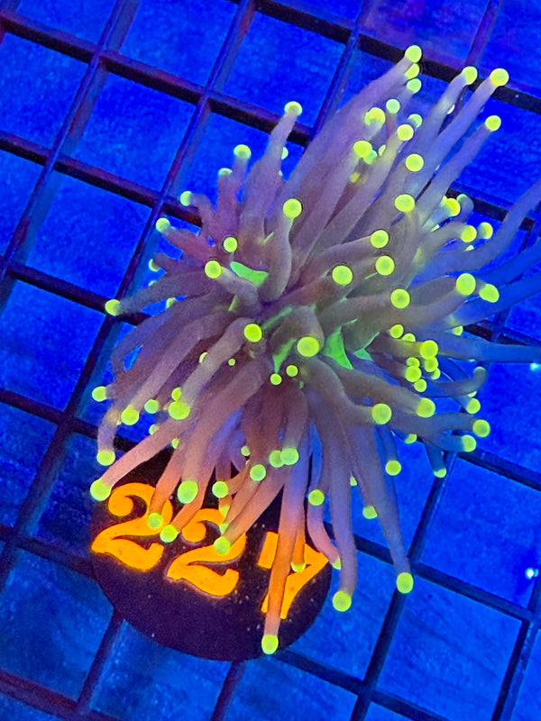 Episode 527 Live Sale Orange Tag #227 INDO JOKERS TORCH