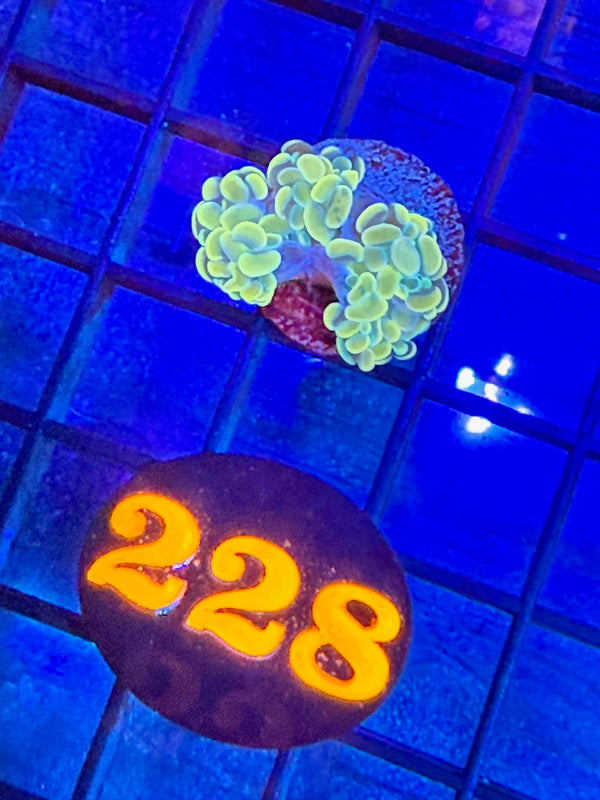 Episode 527 Live Sale Orange Tag #228 BRANCHING HAMMER FRAG