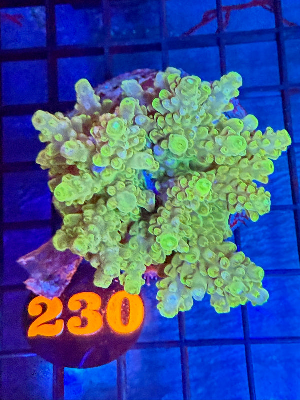 Episode 527 Live Sale Orange Tag #230 ACRO COLONY