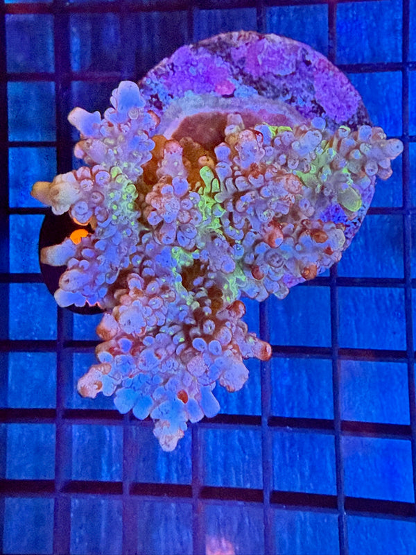 Episode 527 Live Sale Orange Tag #231 ACRO COLONY