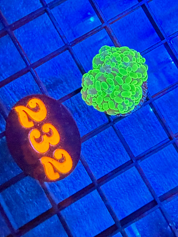 Episode 527 Live Sale Orange Tag #232 BRANCHING HAMMER FRAG