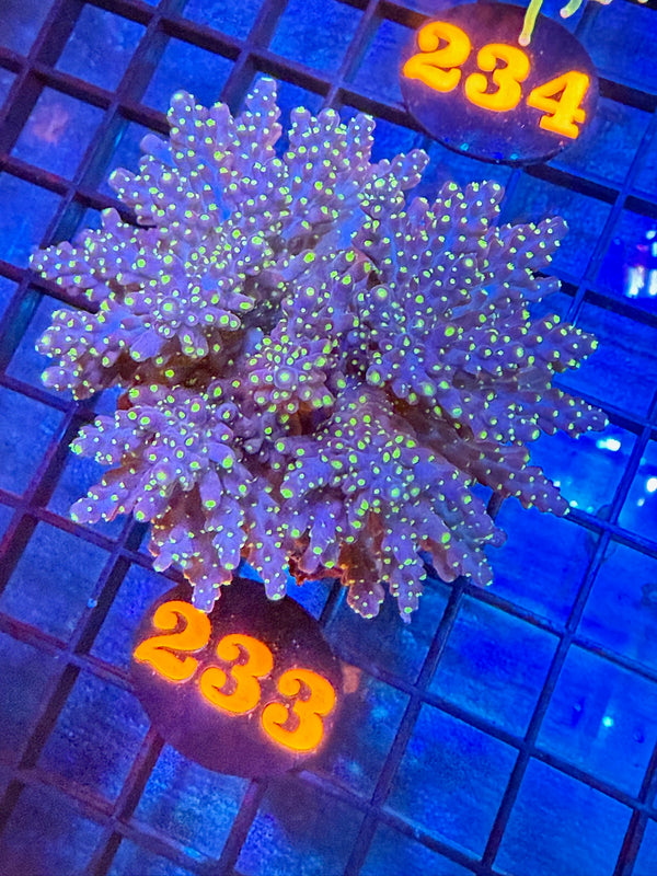 Episode 527 Live Sale Orange Tag #233 TRI-COLOR VILEDA ACRO COLONY