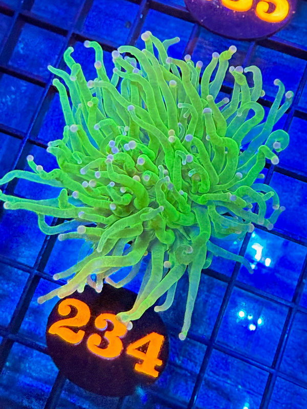 Episode 527 Live Sale Orange Tag #234 COTTON CANDY INDO TORCH