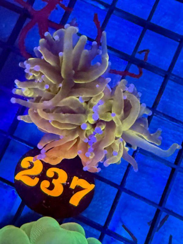 Episode 527 Live Sale Orange Tag #237 24K INDO GOLD TORCH