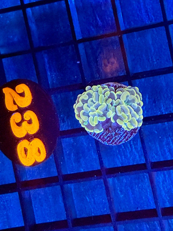 Episode 527 Live Sale Orange Tag #238 BRANCHING HAMMER FRAG