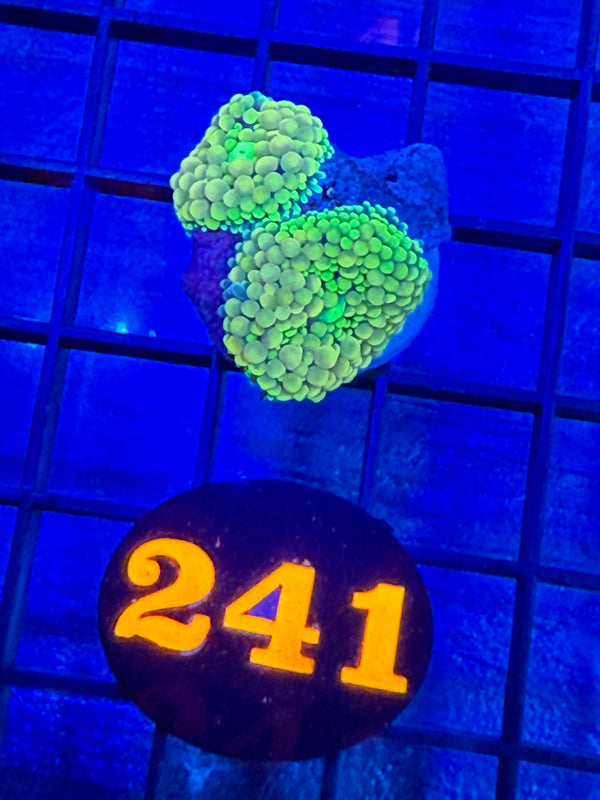 Episode 527 Live Sale Orange Tag #241 RAINBOW RICORDIA MUSHROOM