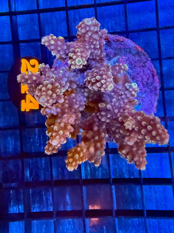 Episode 527 Live Sale Orange Tag #244 ACRO COLONY