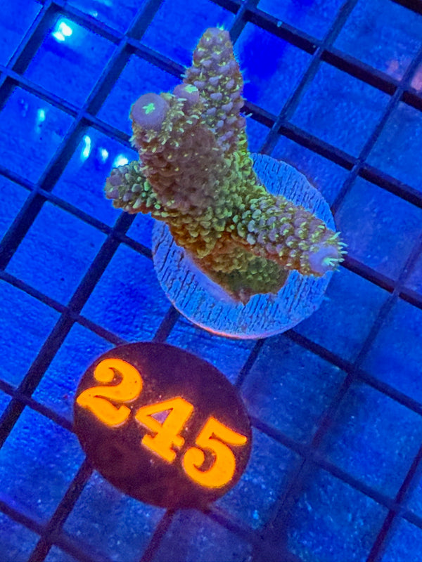 Episode 527 Live Sale Orange Tag #245 ACRO FRAG