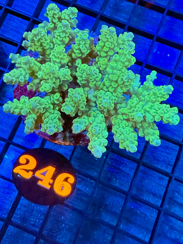 Episode 527 Live Sale Orange Tag #246 ACRO COLONY